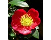 Yuletide Camellia